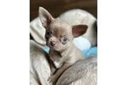 $400 : Chihuahua puppies thumbnail