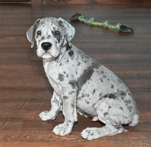 Greate Dane puppies image 2