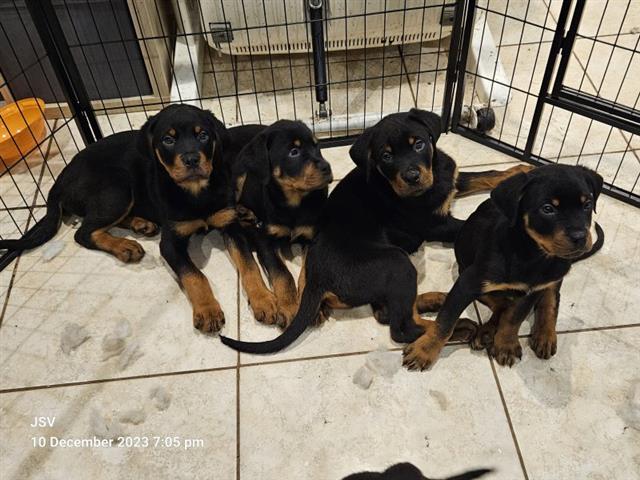 $500 : Adorable Rottweiler Pupies image 3