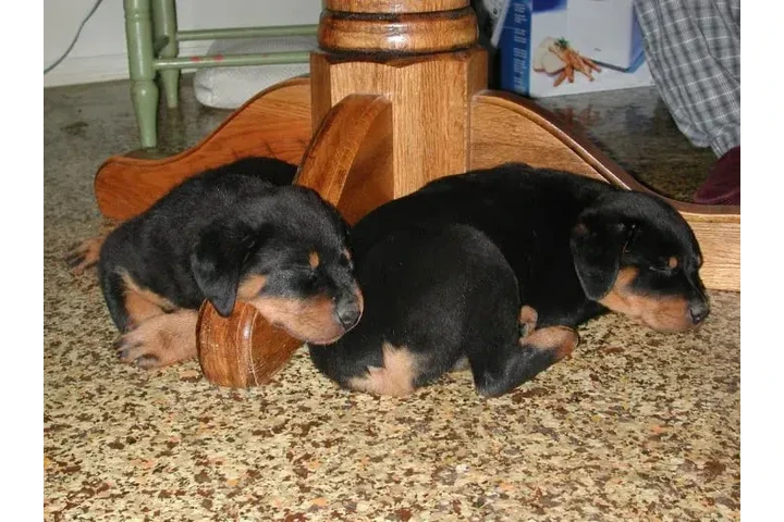 $1250 : Raza Rottweiler Americano image 2