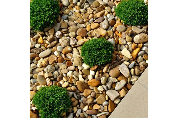 Professional Tree & Lawn Care image 5