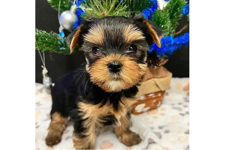 $210 : Lovely  yorkie puppies image 1