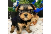 Lovely  yorkie puppies en Los Angeles