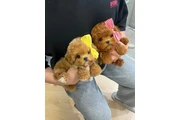$400 : Cute Poodle puppies thumbnail