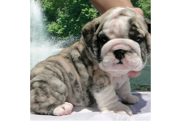 $500 : Lindos Bulldogs AKC en adopció image 4