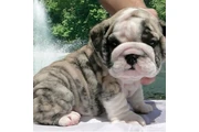 $500 : Lindos Bulldogs AKC en adopció thumbnail