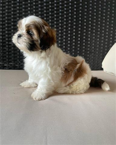 $250 : Affectionate Shih Tzu Puppies image 2