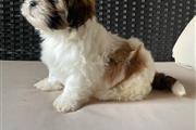 $250 : Affectionate Shih Tzu Puppies thumbnail