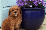 Toy poodle male and female en Los Angeles