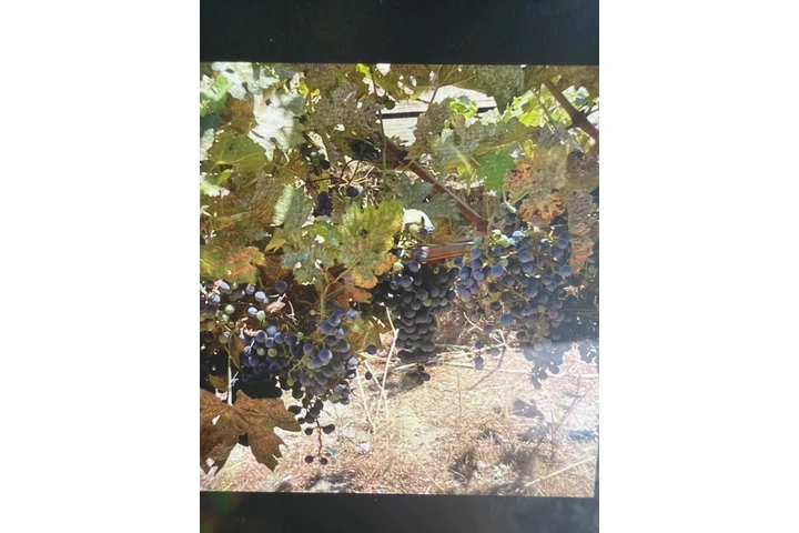 $1200 : Granadas y uvas para vino image 3