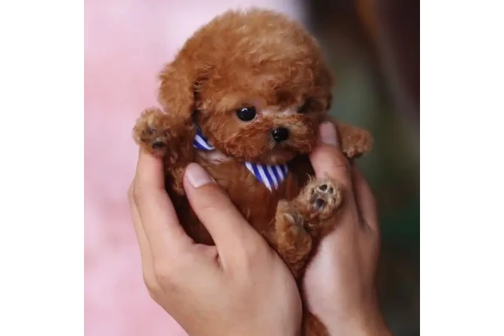 $350 : Caniche miniatura image 2