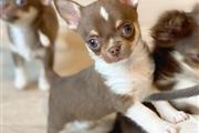 $250 : Chihuahua thumbnail