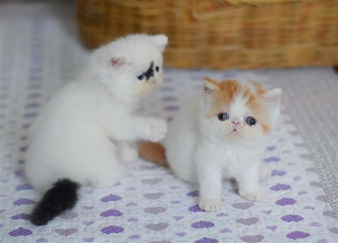 $300 : Lenovo Kittens image 3