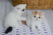 $300 : Lenovo Kittens thumbnail