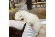 $350 : cachorros de pomerania thumbnail