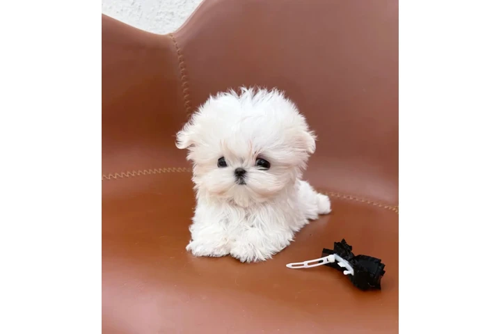 $350 : Tamaño de mini taza de té image 2