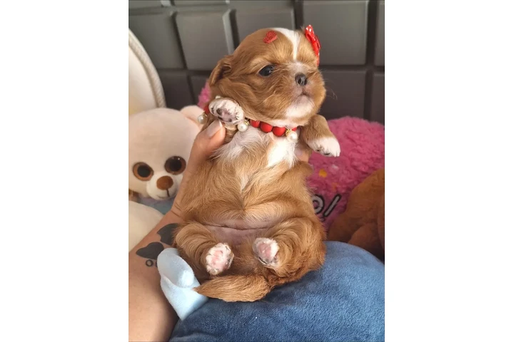 $350 : Cachorros Shihtzu image 2