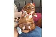 $350 : Cachorros Shihtzu thumbnail
