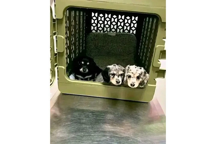 $550 : Dashund Puppies For Adoption image 1