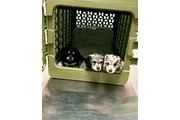 Dashund Puppies For Adoption en Los Angeles