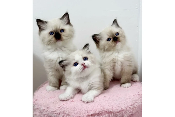 $260 : Gatitos Ragdoll Azul en venta image 1