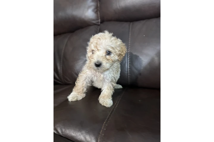$500 : Vendo hermosas perritas bichon image 6