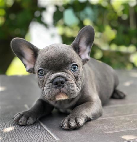 $420 : Grey Frenchies Boy Ready image 1