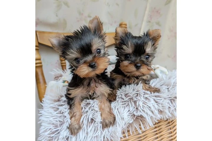 $350 : Cachorros Yorkshire image 1