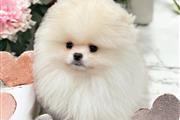 $350 : Beautiful teacup Pomeranian thumbnail