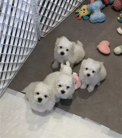 $400 : Maltese puppies image 3