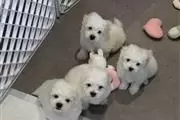 $400 : Maltese puppies thumbnail