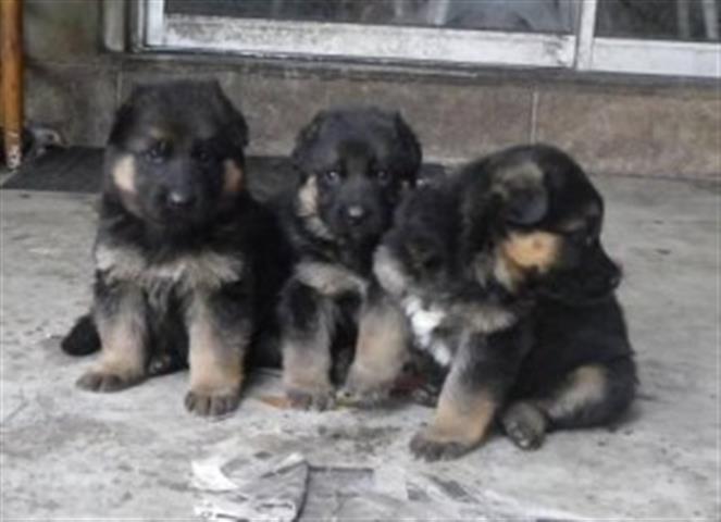 $500 : German Shepherd puppies Availa image 1