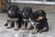 German Shepherd puppies Availa
