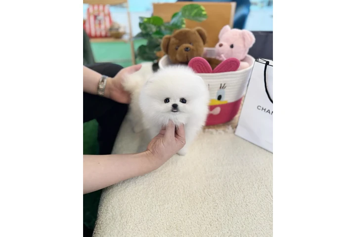 $250 : Pomeranian puppy mini image 3