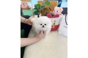 $250 : Pomeranian puppy mini thumbnail