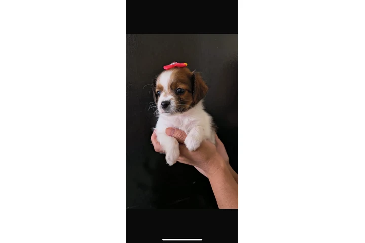 $400 : Hembra Shihtzu chihuahua image 1