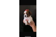 Hembra Shihtzu chihuahua en Los Angeles