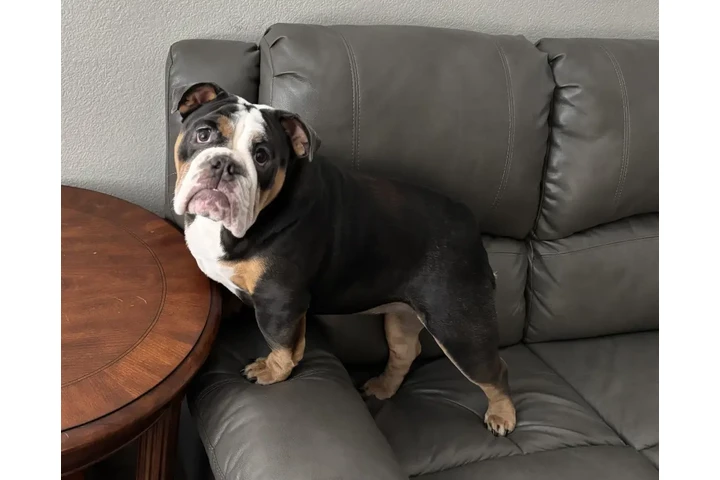 $2500 : Inglés Bugdo image 3