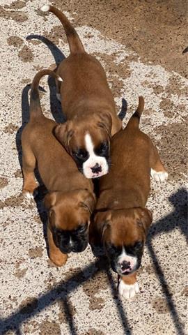$500 : Boxer puppies for adoption image 2