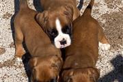 $500 : Boxer puppies for adoption thumbnail