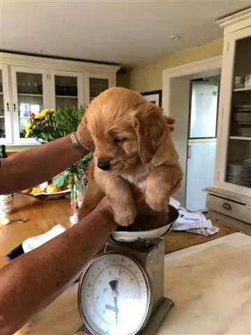 $350 : Pedigree Golden Retriever Pups image 1