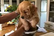 Pedigree Golden Retriever Pups