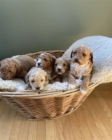 $500 : Cachorros goldendoodle disponi image 2