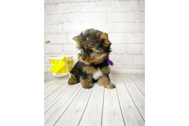 $350 : Teacup Yorkie puppy for sale image 3