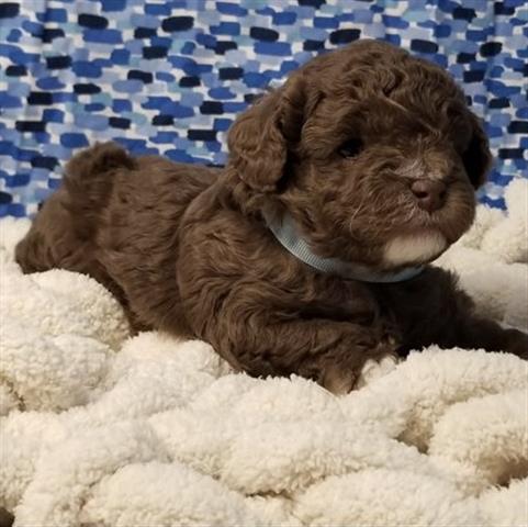 $400 : Poodle puppies for adoption image 3