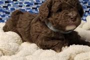 $400 : Poodle puppies for adoption thumbnail