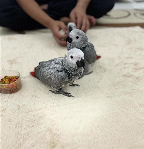 $400 : Pair African Grey image 2