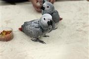 $400 : Pair African Grey thumbnail