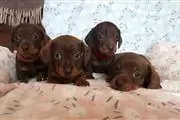 cachorros Dashhound