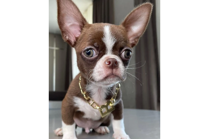 $250 : Teacup Chihuahua puppies image 5